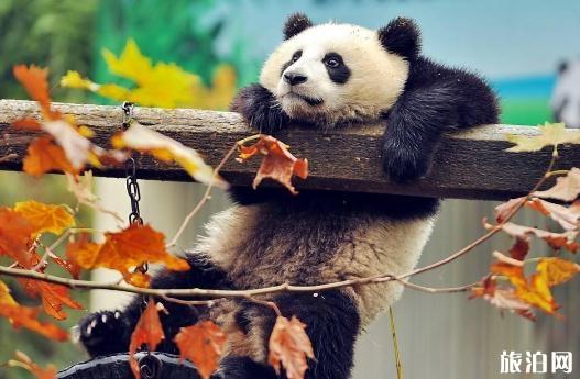 2018年7月武汉动物园还有熊猫吗 武汉动物园熊猫什么时候回来