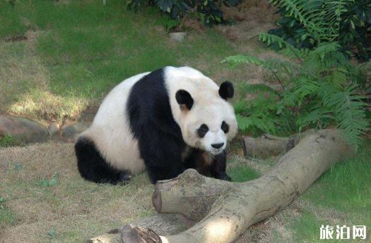 2018年7月武汉动物园还有熊猫吗 武汉动物园熊猫什么时候回来