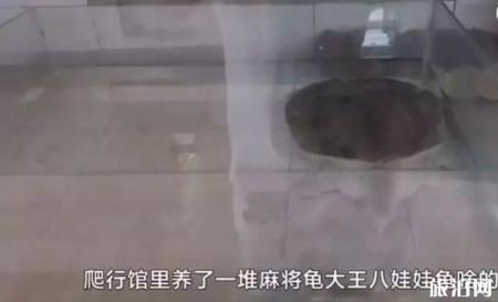 保定动物园门票多少钱+优惠政策