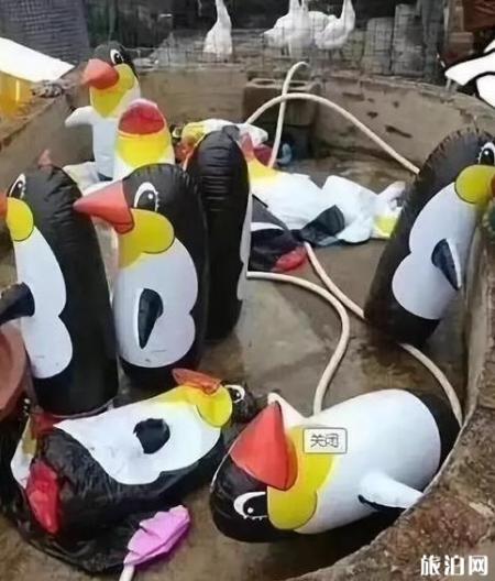 保定动物园门票多少钱+优惠政策