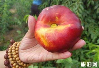 中国哪里产的桃子最好吃