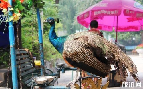 保定動(dòng)物園地址 保定動(dòng)物園怎么走坐什么車去