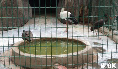 保定動物園地址 保定動物園怎么走坐什么車去