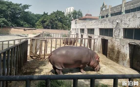 保定動物園地址 保定動物園怎么走坐什么車去