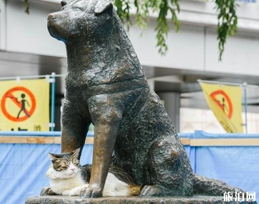 東京涉谷區游玩攻略