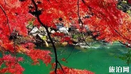 洛阳有枫叶林吗 洛阳枫叶林景点介绍