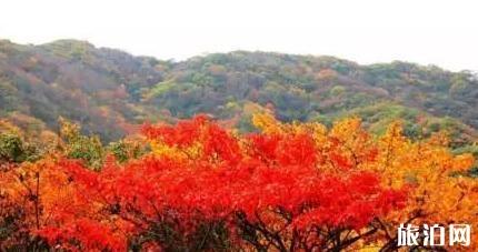 洛阳有枫叶林吗 洛阳枫叶林景点介绍