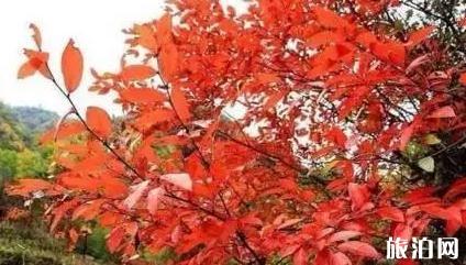洛阳有枫叶林吗 洛阳枫叶林景点介绍