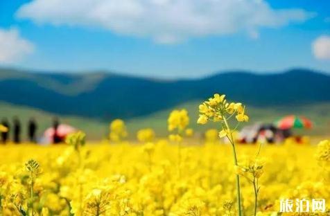 2018西宁上山庄花海门票价格 西宁上山庄花海彩虹滑道在哪里