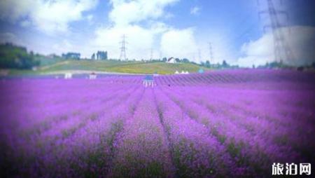 成都薰衣草花海在哪里 成都薰衣草花海介绍