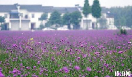 成都薰衣草花海在哪里 成都薰衣草花海介绍