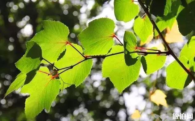 嵩县天池山门票优惠活动