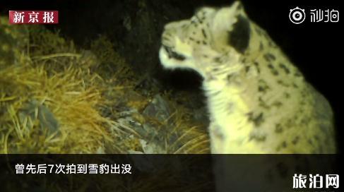 2018四川卧龙国家自然保护区有金钱豹吗 四川卧龙里可以看到金钱豹了吗