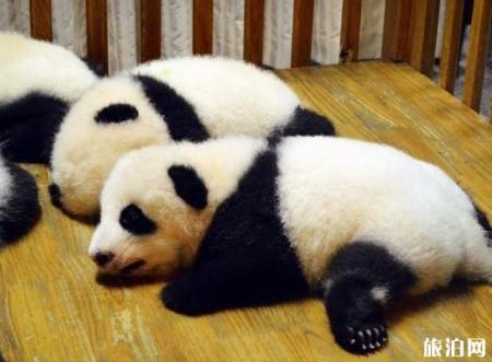 成都大熊猫繁育研究基地里面有哪些景点