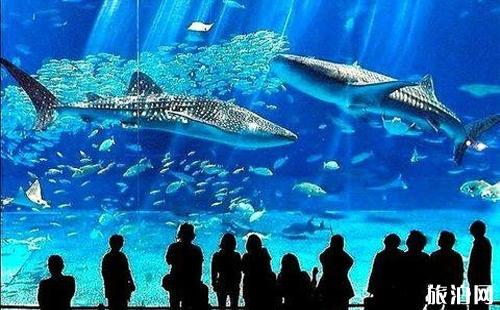 冲绳美丽海水族馆游玩攻略 日本冲绳美丽海水族馆门票多少钱