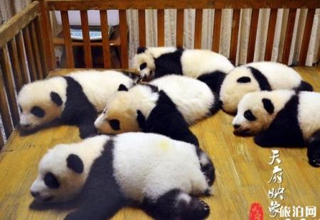 成都大熊猫繁育研究基地攻略