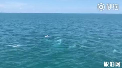 在海南哪里可以看到中华白海豚