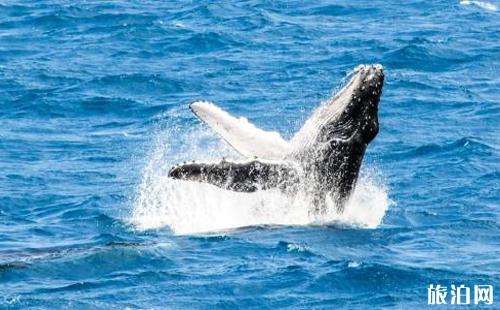 18花莲赏鲸最佳时间 门票价格 注意事项 旅泊网