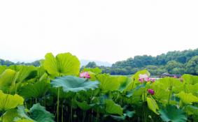 八月曲院风荷荷花开了吗 曲院风荷最佳观赏时间