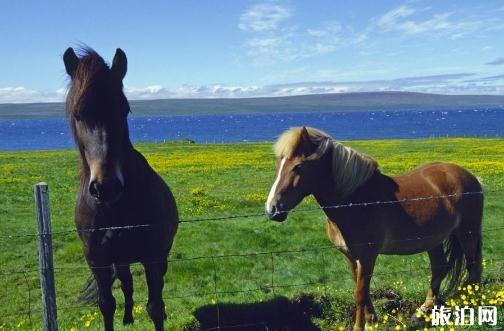 冰岛骑马值得玩吗 冰岛骑马好玩吗