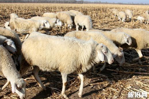 黑龙江还能吃羊肉吗2018 去黑龙江可以吃羊肉吗 黑龙江羊炭疽疫情严重吗