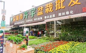 深圳花卉市场在哪