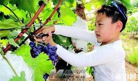 郑州哪里可以摘葡萄 郑州摘葡萄的地方 