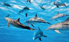 马尔代夫能看到海豚吗 马尔代夫看海豚多少钱