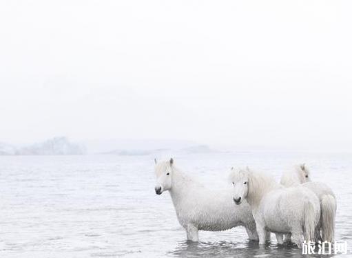 世界上最浪漫的事 冰岛马拍摄