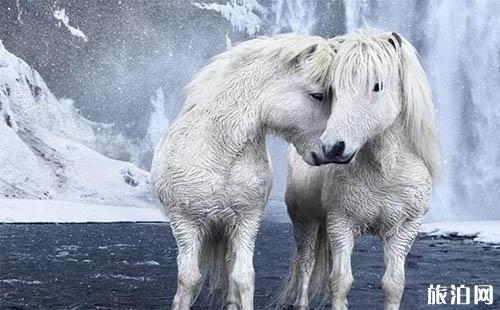 世界上最浪漫的事 冰岛马拍摄