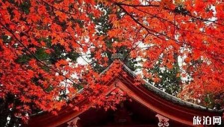 日本哪些地方看枫叶最好