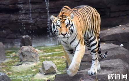 哈爾濱北方森林動物園怎么去+交通攻略