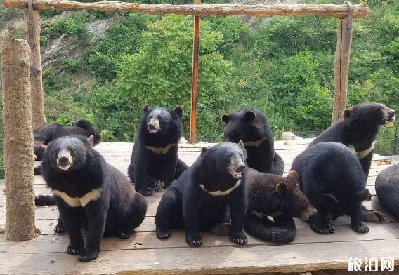 2018大連森林動物園票價+年卡價格+優(yōu)惠政策