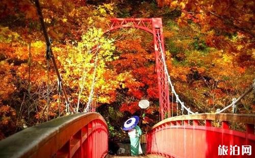 北海道賞楓時(shí)間 北海道賞楓地點(diǎn)推薦