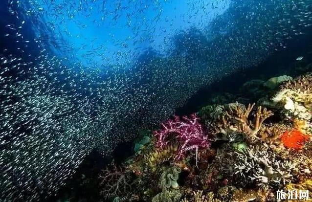 马来西亚天鹅岛潜水
