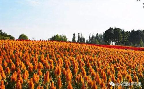 2018北京菊花文化节门票价格+时间
