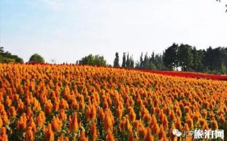 2018北京菊花文化节门票价格+时间