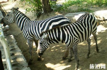 2018上海動物園門票價格+優惠信息