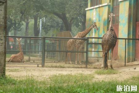 2018上海野生動物園門票價格+優惠信息+年卡信息