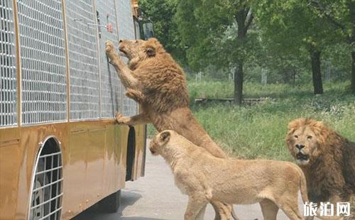 2018上海野生動物園門票價格+優惠信息+年卡信息