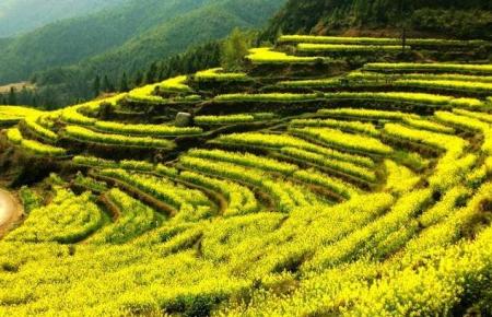 什么时候去婺源旅游最好