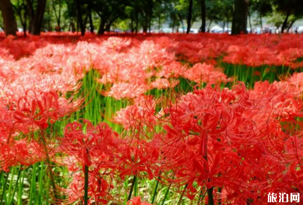 2018日本彼岸花花期+門票價格+地址