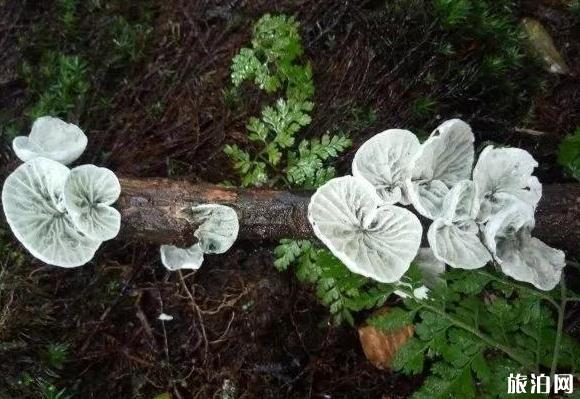 高黎贡山自由行线路指南