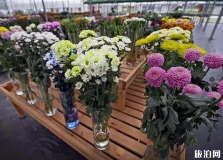 2018松江菊花节9月30日开幕 赏菊花了