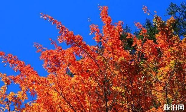 四川紅葉景點有哪些 四川看紅葉最好的地方