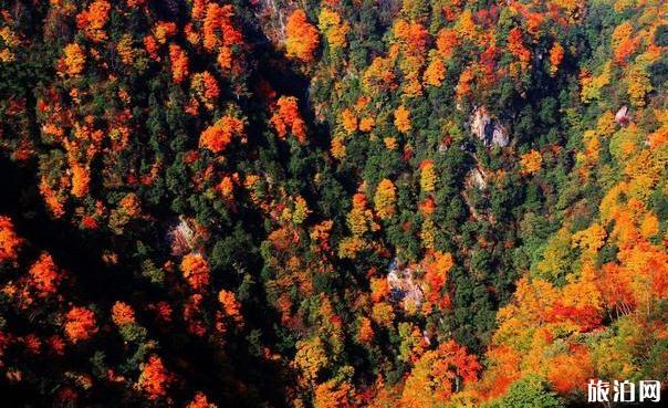 四川紅葉景點有哪些 四川看紅葉最好的地方