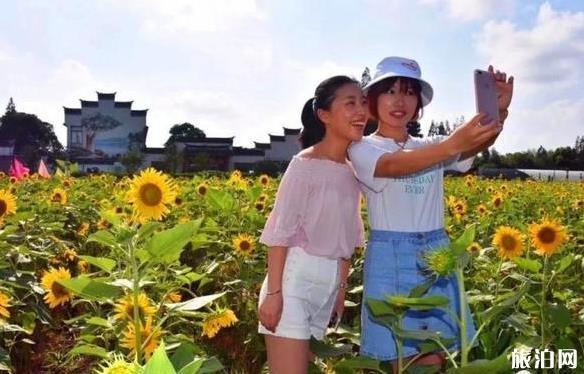 2018上海向日葵在哪能够看见 向日葵花期是多少