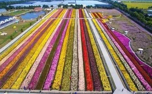 2018松江菊花节时间 2018松江菊花节游玩攻略