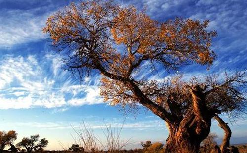 新疆秋天美景图片 新疆秋天哪里最美