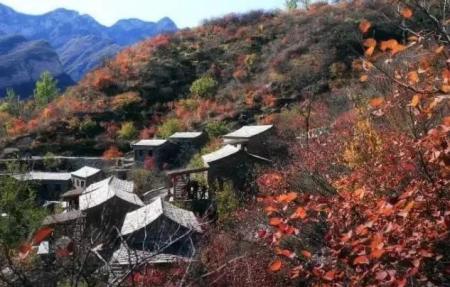 国内枫叶哪里最好看